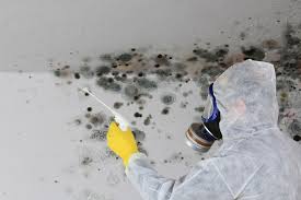 Best Mold Damage Restoration  in El Paso, IL